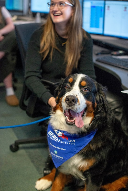 An E-Comm call taker smiles as she pets a Bernese Mountain dog wearing a blue bandana with white lettering that says "HERO DAWGS". 