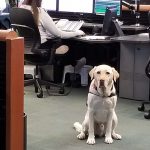 Koltan is E-Comm's Certified Therapy Dog. He joined the organization in spring 2019.